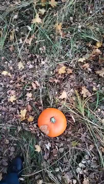 Pokazuje wam ro S01E866