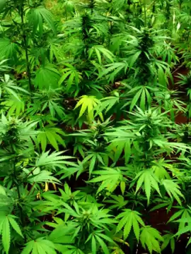 Zapraszam na lajta. Więcej informacji na dniach. S01E454