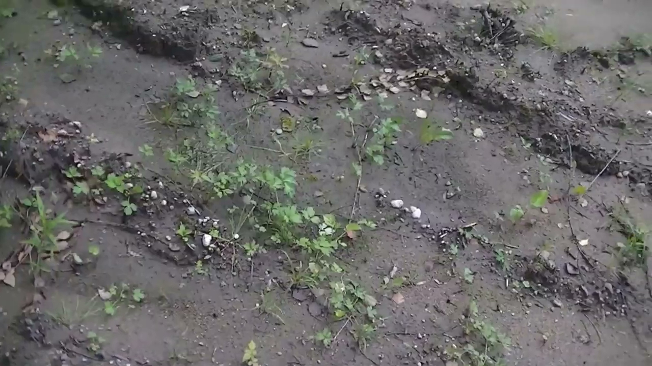 Byłem w lesie 13.07.2020. Nudne. S01E296