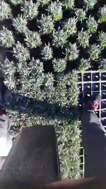 Chwila-z8U8L9LCFtU S01E447