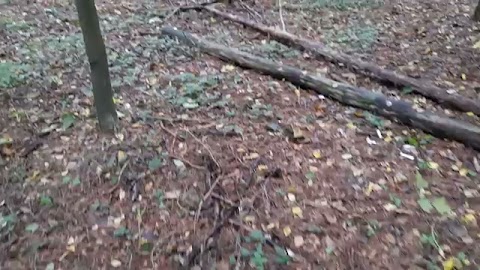 Tajemnice lasu S01E351