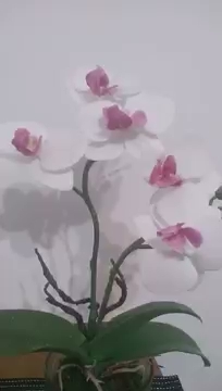 Wasze komentarze 20 czerwca 2020 S01E270