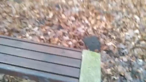 Spacer po lesie S01E265