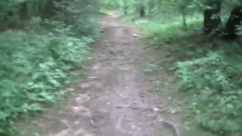 Streszczenie ostatnich poszukiwań w drugim lesie S01E291