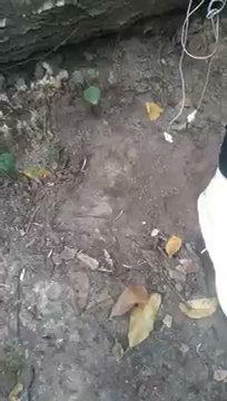 laska obok wizyt w banku S01E240