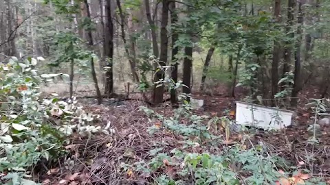 Piękny podlaski las. Sobota 17 październik. S01E353.mkv