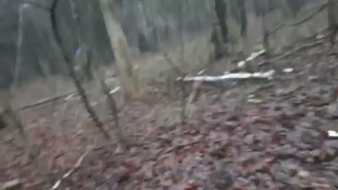 choinka w lesie S01E393