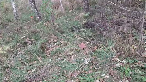 Nie o szkolnej. Stary dom i chłop z widłami. S01E369.mkv