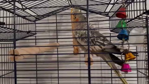 Struś nieboży S01E364