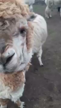 No zarycz no S01E355