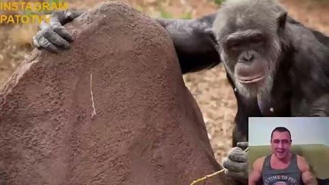 Jeb... komunę  https：⧸⧸tipply.pl⧸u⧸patotv S01E701